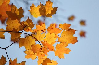 foglie in autunno