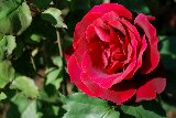 rosa rossa simbolo di amore