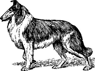 bellissima lassie