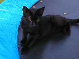attenti al gatto