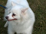 bel cane bianco molto peloso