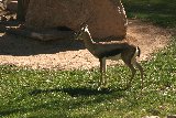 capriolo nel parco