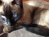 gattino marroncino