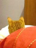gatto sotto le coperte