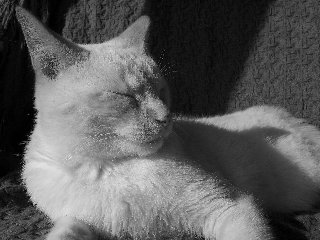 bellissimo gatto in bianco e nero