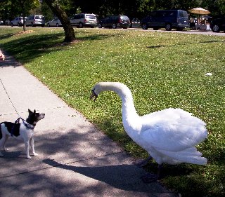 cane davide e papera golia