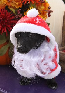 cane vestito da babbo natale