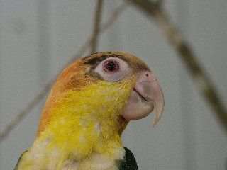 testa di pappagallo