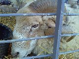 minaccia animale