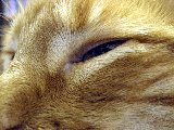occhio di gatto vigile