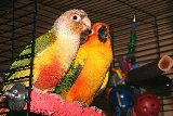 pappagalli in gabbia con tanti colori