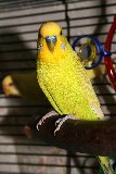 uccellino giallo
