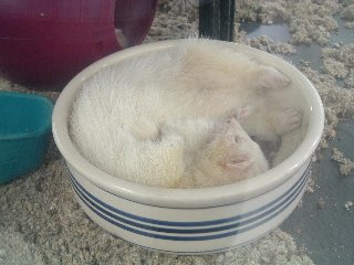 un ospite inatteso