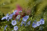 fiorellini blu