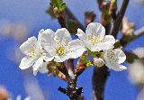 fiori bianchi con pistilli gialli