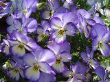 fiori viola