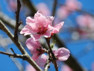 deliziosi fiori rosa