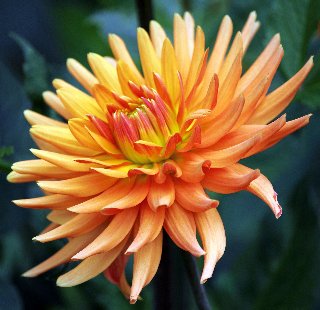 fiore arancione molto appariscente