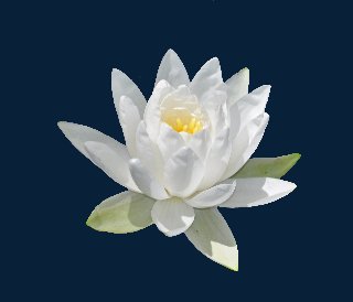 fiore bianco su sfondo blu scuro