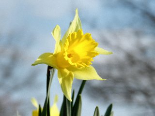 fiore giallo a tromba