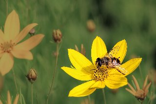 fiore giallo con api