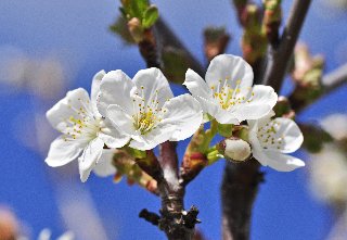 fiori bianchi con pistilli gialli