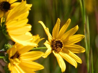 fiori gialli vivaci