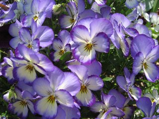 fiori viola