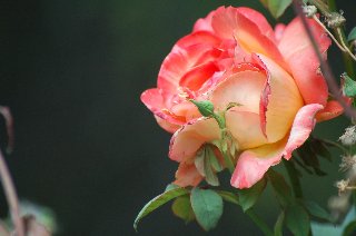 rosa arancione e bocciolo in primo piano