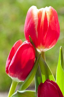 tulipani rossi romantici