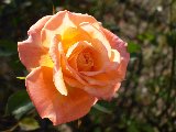 rosa arancione