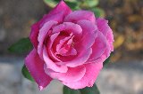 rosa rosa dall'alto