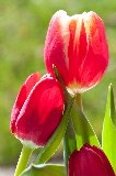 tulipani rossi romantici