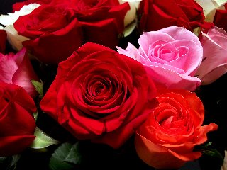 magnifiche rose rosse