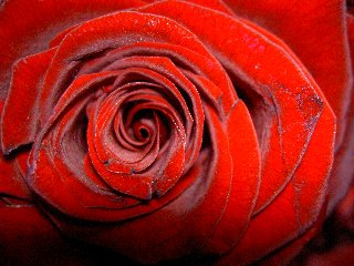 rosa rossa romantica
