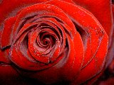 rosa rossa romantica