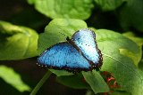 bellissima farfalla blu su grande foglia verde