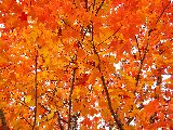 bellissime foglie arancioni di autunno
