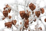 foglie tra la neve