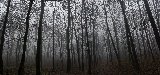 foresta spettrale