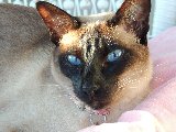 gattina con occhi azzurri