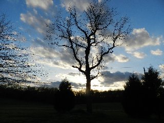 alberi inquietanti