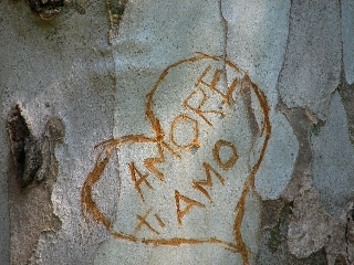 amore ti amo inciso su albero