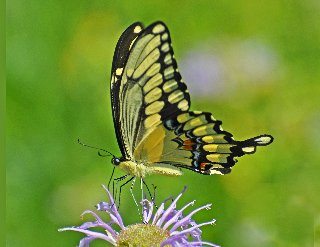 bella farfalla su fiore macro