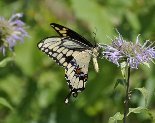 bellissima farfalla su fiore