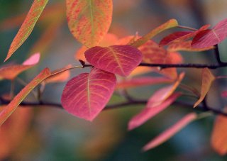 bellissime foto autunnali rosse