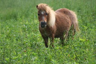 bellissimo cavallo nel prato