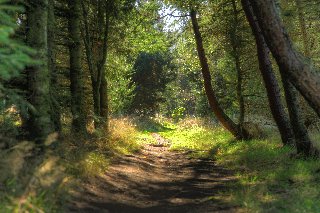 bellissimo sentiero pittoresco tra gli alberi