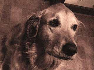 cagnolino tenero