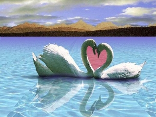cigni innamorati con teste che formano un cuore